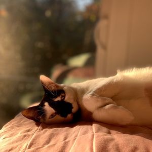 Meet your Posher, Virginia